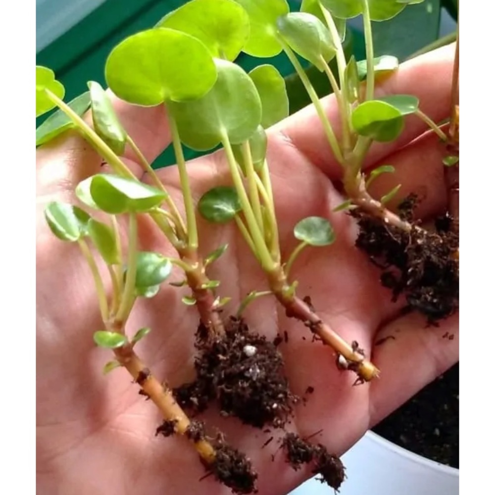 Pilea Pepermiodes baby - Picture 2 of 4